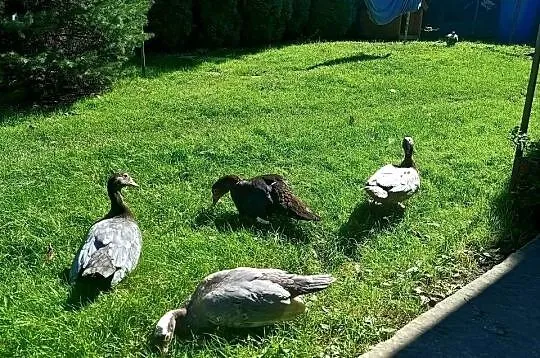 Kaczki Francuskie Młode, Świętokrzyskie, Stopnica
