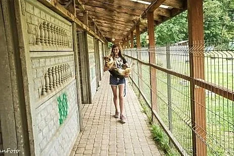 Antena czeka na dom w schronisku w zgierzu aktualn