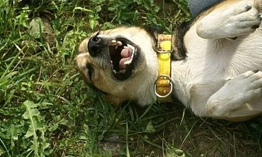 Maksik to fajny psiak, tylko Ciebie mu brak :(, K