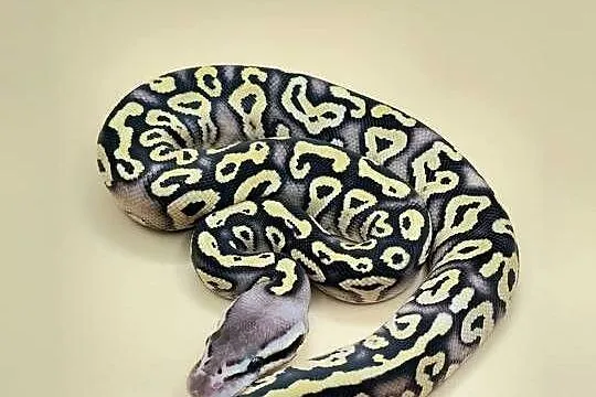 Python Regius - 2026