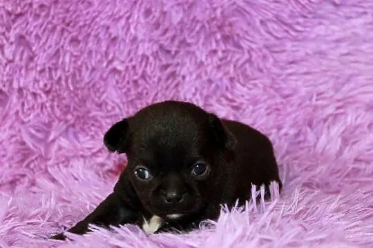 Chihuahua krótkowłosa dziewczynka ZKwP FCI, Zachodniopomorskie, Świnoujście