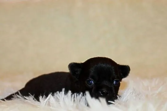 Chihuahua krótkowłosa dziewczynka ZKwP FCI, Zachodniopomorskie, Świnoujście