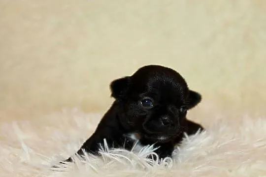 Chihuahua krótkowłosa dziewczynka ZKwP FCI, Zachodniopomorskie, Świnoujście