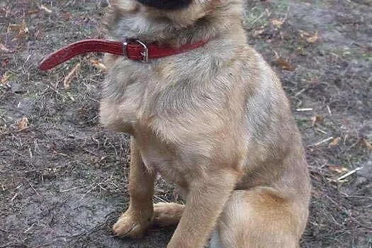 Przyjazny SZCZENIAK, 4 miesięczny Bary adopcja