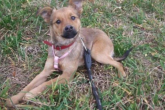 Przyjazny SZCZENIAK, 4 miesięczny Bary adopcja