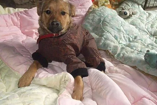 Przyjazny SZCZENIAK, 4 miesięczny Bary adopcja