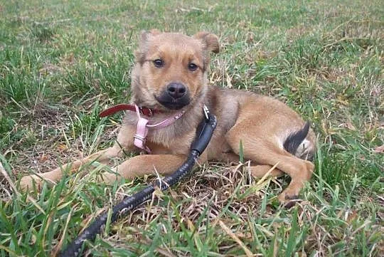 Przyjazny SZCZENIAK, 4 miesięczny Bary adopcja