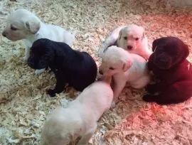 szczenięta labradora gotowe na nowy domowy e-mail z aktualizacjami: {{paulinapatrycja908@gmail.com}}