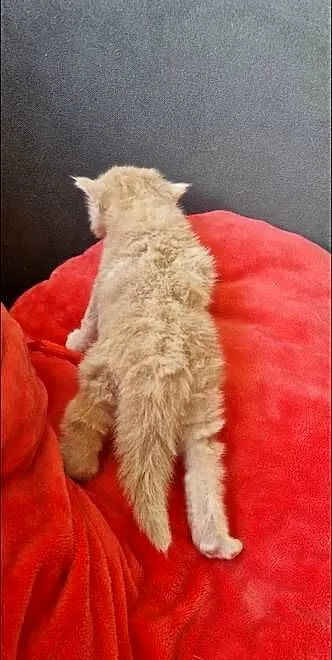 Kocurek Maine Coon Rudy piękny, Kujawsko-pomorskie, Dębowiec