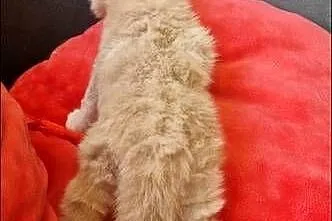 Kocurek Maine Coon Rudy piękny, Kujawsko-pomorskie, Dębowiec