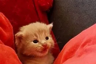 Kocurek Maine Coon Rudy piękny, Kujawsko-pomorskie, Dębowiec