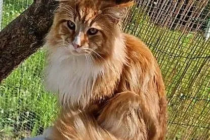 Kocurek Maine Coon Rudy piękny, Kujawsko-pomorskie, Dębowiec
