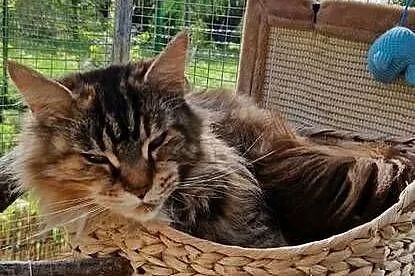 Kocurek Maine Coon Rudy piękny, Kujawsko-pomorskie, Dębowiec
