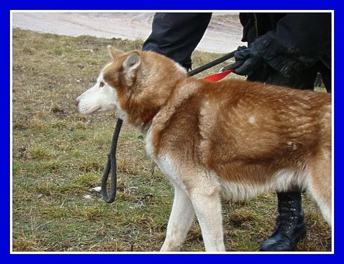RUDY pies w typie husky,przyjazny,kontaktowy towar