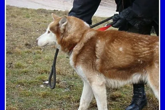 RUDY pies w typie husky,przyjazny,kontaktowy towarzyski_Adopcja_