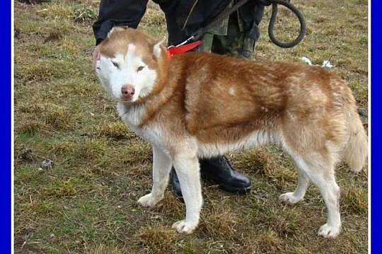 RUDY pies w typie husky,przyjazny,kontaktowy towar