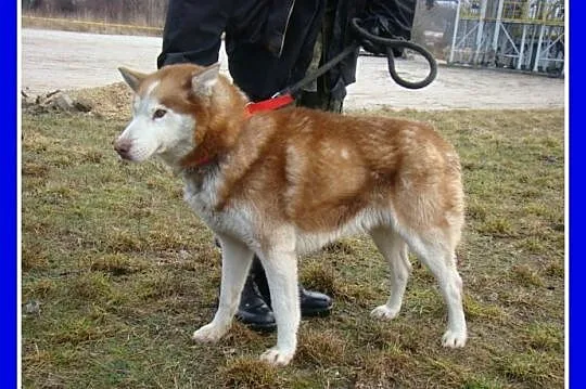 RUDY pies w typie husky,przyjazny,kontaktowy towar