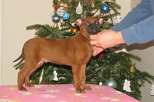 THAI RIDGEBACK DOG - mahoniowe jedyne w Polsce!