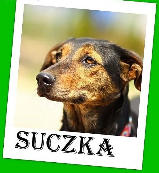 Gończy mix,suka rodzinna,łagodna,średnia,sterylizo