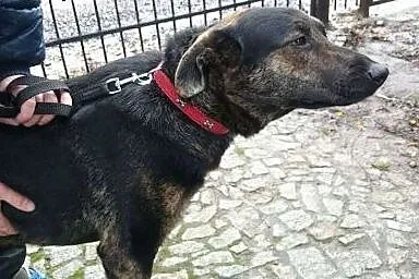Śliczny, łagodny Maniek, psi podrostek PILNIE szuk