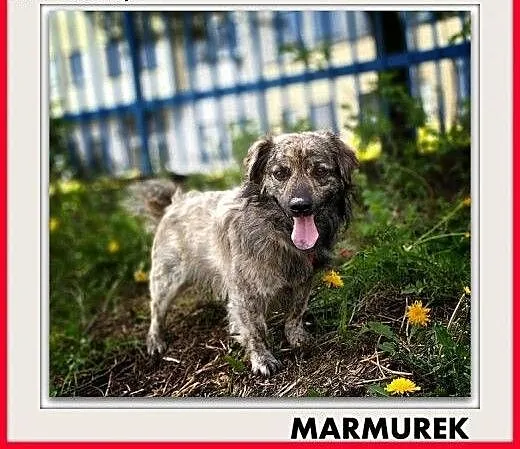 1,5roku,mały,łagodny,tulaśny,delikatny,szczepiony piesek MARMUREK, śląskie Katowice, Śląskie, Katowice