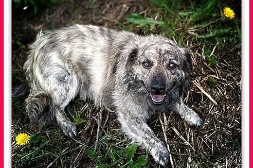 1,5roku,mały,łagodny,tulaśny,delikatny,szczepiony piesek MARMUREK,  śląskie Katowice, Śląskie, Katowice
