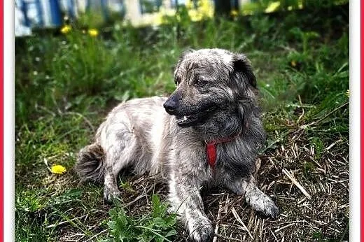 1,5roku,mały,łagodny,tulaśny,delikatny,szczepiony piesek MARMUREK,  śląskie Katowice, Śląskie, Katowice