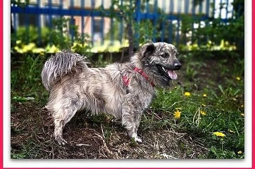 1,5roku,mały,łagodny,tulaśny,delikatny,szczepiony piesek MARMUREK,  śląskie Katowice, Śląskie, Katowice