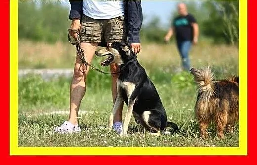 24kg,chodzi na smyczy,wesoły,aktywny,przyjazny,pie