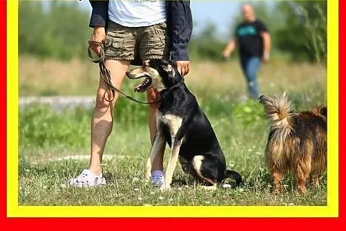 24kg,chodzi na smyczy,wesoły,aktywny,przyjazny,pie