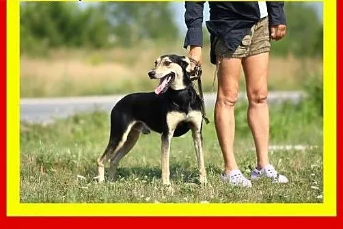24kg,chodzi na smyczy,wesoły,aktywny,przyjazny,pie