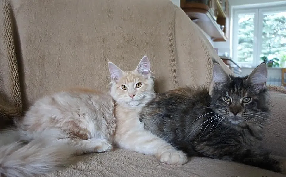Kocięta MAINE COON --- RODOWÓD ---gotowe do odbior