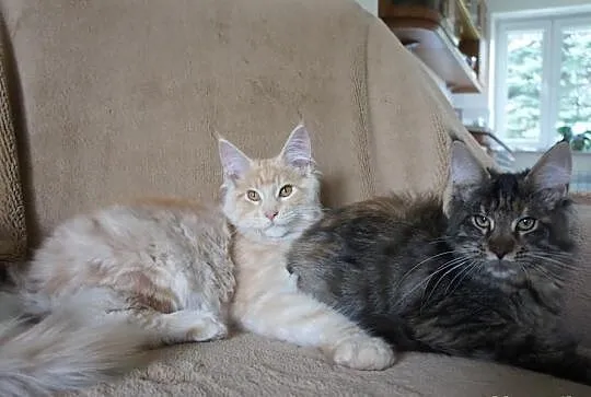 Kocięta MAINE COON --- RODOWÓD ---gotowe do odbior