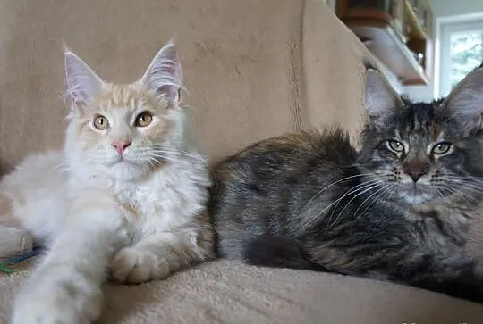 Kocięta MAINE COON --- RODOWÓD ---gotowe do odbior