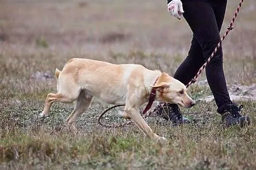 Młody i łagodny Kremek czeka na swój dom,  śląskie