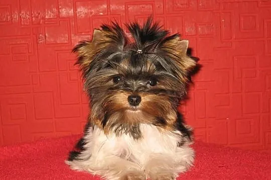 YORKSHIRE TERRIER YORKI BIEWERY YORK BIEWER-Mamy s