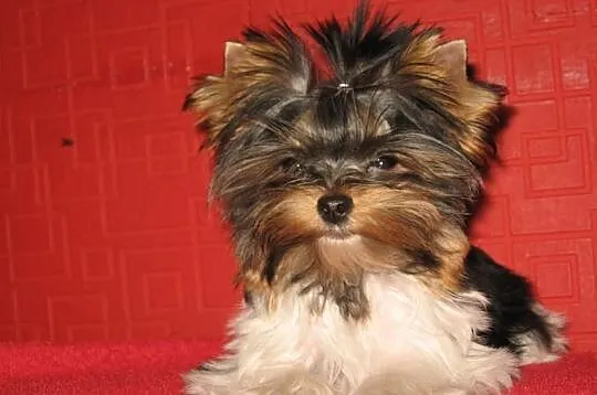 YORKSHIRE TERRIER YORKI BIEWERY YORK BIEWER-Mamy s