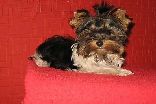 YORKSHIRE TERRIER YORKI BIEWERY YORK BIEWER-Mamy s