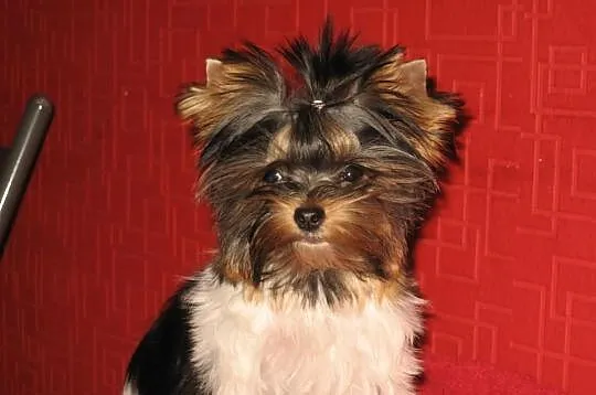 YORKSHIRE TERRIER YORKI BIEWERY YORK BIEWER-Mamy s