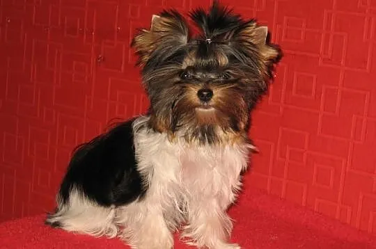 YORKSHIRE TERRIER YORKI BIEWERY YORK BIEWER-Mamy s