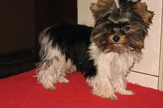 YORKSHIRE TERRIER YORKI BIEWERY YORK BIEWER-Mamy s