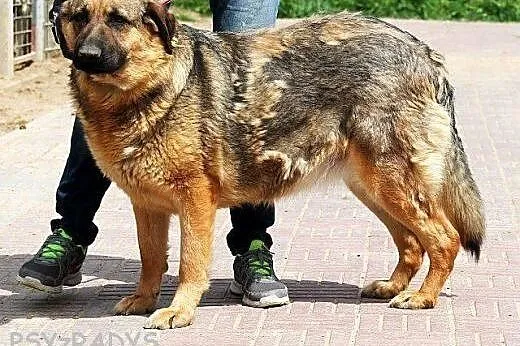 MALTA dobra sunia, prawie owczarka, młoda, zrównow