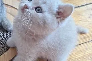 Kocurek kremowy/biszkoptowy