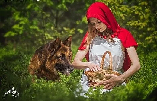 Piękny owczarek do stróżowania Bartek szuka swego