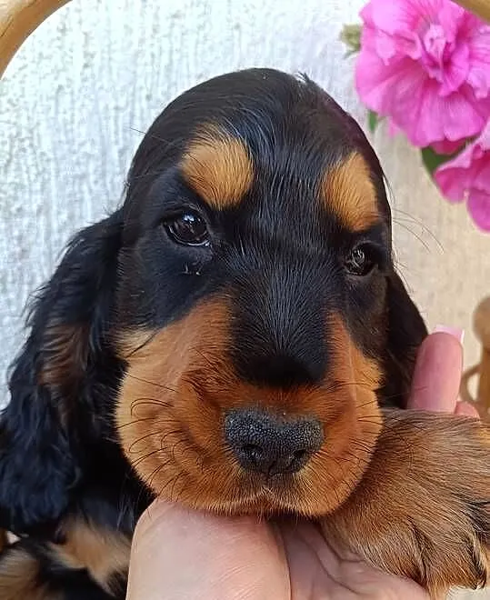 Cocker Spaniel Angielski, Łódzkie, Aleksandrów Łódzki