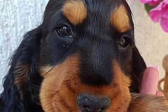 Cocker Spaniel Angielski