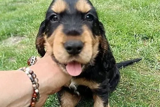 Cocker Spaniel Angielski, Łódzkie, Aleksandrów Łódzki