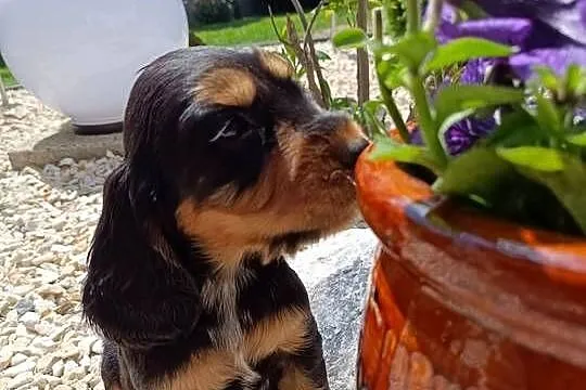 Cocker Spaniel Angielski, Łódzkie, Aleksandrów Łódzki