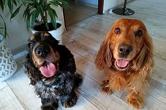 Cocker Spaniel Angielski, Łódzkie, Aleksandrów Łódzki