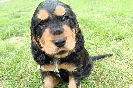 Cocker Spaniel Angielski, Łódzkie, Aleksandrów Łódzki